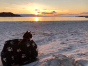 Micros y trenes habilitan mascotas y cambian la forma de viajar