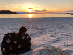 Micros y trenes habilitan mascotas y cambian la forma de viajar