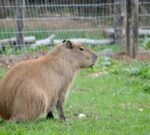 El tierno momento de juego entre un carpincho y un perro