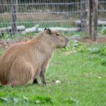 El tierno momento de juego entre un carpincho y un perro