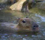 Estos son los primeros momentos en libertad de una lechuza vizcachera y una carpincha