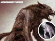 Un hombre salió a la calle de noche y se topó con un lobizón