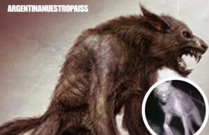 Un hombre salió a la calle de noche y se topó con un lobizón