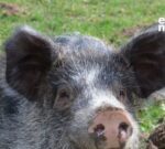 Missy, la cerdita que fu rescatada de la explotación animal