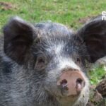 Missy, la cerdita que fu rescatada de la explotación animal