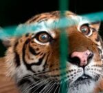 Gordo, Florencia y Flora, viajarán a su nueva vida, lejos del zoo de Luján