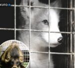 Alemania prohibió criar animales para usar su piel. Todas las granjas fueron cerradas