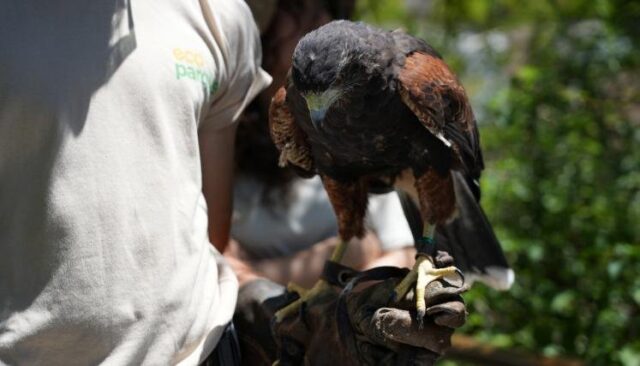 El-Ecoparque-lanza-una-agenda-de-verano-con-actividades-gratuitas-para-toda-la-familia2
