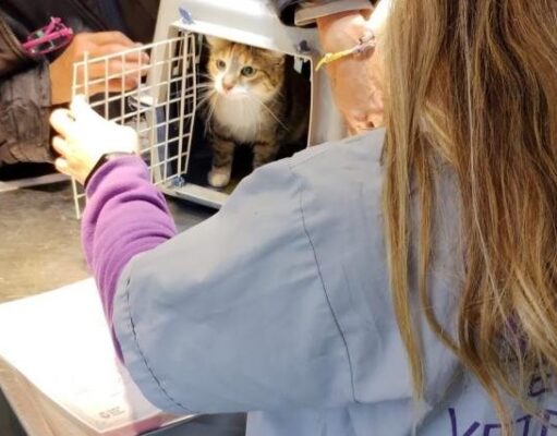 La Ciudad sostiene la castración y vacunación gratuita para perros y gatos durante el Verano