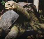 Falleció Gramma, la tortuga gigante de Galápagos
