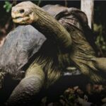 Falleció Gramma, la tortuga gigante de Galápagos