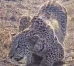 La destreza del leopardo (Panthera pardus), es una verdadera obra maestra de la naturaleza