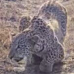 fotoleopardo1-150x150-1