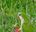 Uruguay autorizó envenenar loros catitas como medida de control