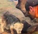 Brigadistas rescataron a un perro encadenado en Chubut y lo salvaron