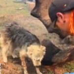 Brigadistas rescataron a un perro encadenado en Chubut y lo salvaron