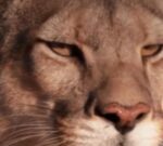 Murió Rupestre, la puma más distinguida y fotografiada de las Torres del Paine: Patagonia