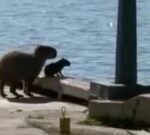 Encontraron carpinchos en el Camino de Circunvalación