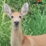 Un hombre filmó un imperdible momento cuando vio dos ciervos en Zárate