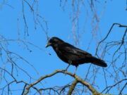 ¿Sabías que los cuervos pueden recordar tu cara por el resto de su vida?