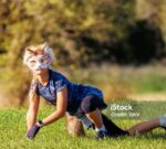 Un therian perro quiso orinar en la vereda y un hombre le tiró un balde de agua