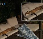 Una zorra fue encontrada durmiendo en el sofá de una casa como si fuera su propio hogar