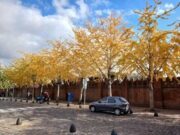 Calendario natural del otoño en la Ciudad de Buenos Aires