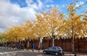 Calendario natural del otoño en la Ciudad de Buenos Aires