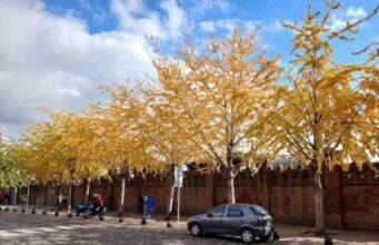 Calendario natural del otoño en la Ciudad de Buenos Aires