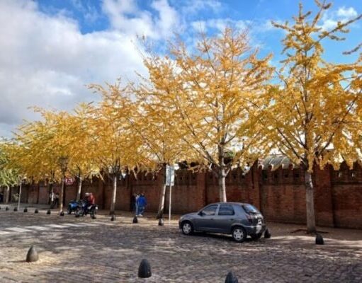 Calendario natural del otoño en la Ciudad de Buenos Aires