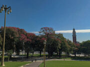 El valor ambiental y paisajístico del palo borracho en la Ciudad