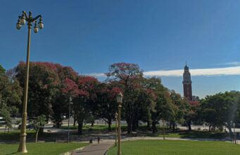 El valor ambiental y paisajístico del palo borracho en la Ciudad