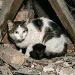 Faith, la gata que predijo el bombardeo y salvó a su cría