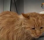 George, el gato que perdió a su familia tras un operativo de ICE