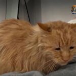 George, el gato que perdió a su familia tras un operativo de ICE