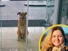 Una azafata alemana adoptó a un perro que la esperaba siempre en Argentina