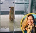 Una azafata alemana adoptó a un perro que la esperaba siempre en Argentina