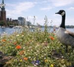 Dinamarca creó islas flotantes con flores para dar más espacio a la naturaleza