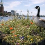Dinamarca creó islas flotantes con flores para dar más espacio a la naturaleza