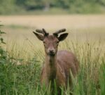 Advierten que la nueva ley de Glaciares pondría en riesgo a más de la mitad de las especies vertebradas