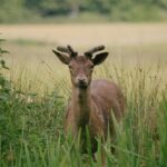 Advierten que la nueva ley de Glaciares pondría en riesgo a más de la mitad de las especies vertebradas