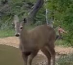 Un huemul patagónico apareció desperdigando pura belleza natural