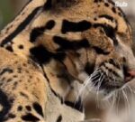 El leopardo nebuloso es una de las especies más raras conocidas