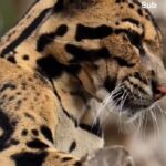 El leopardo nebuloso es una de las especies más raras conocidas