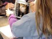 Vacunación y castración gratuita: cómo acceder a los operativos para perros y gatos en marzo