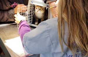 Vacunación y castración gratuita: cómo acceder a los operativos para perros y gatos en marzo