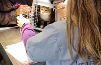 Vacunación y castración gratuita: cómo acceder a los operativos para perros y gatos en marzo