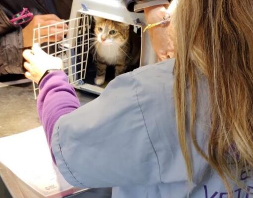 Vacunación y castración gratuita: cómo acceder a los operativos para perros y gatos en marzo