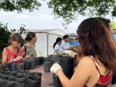 Flora nativa y huertas urbanas: la apuesta verde de la Ciudad
