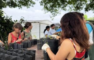 Flora nativa y huertas urbanas: la apuesta verde de la Ciudad
